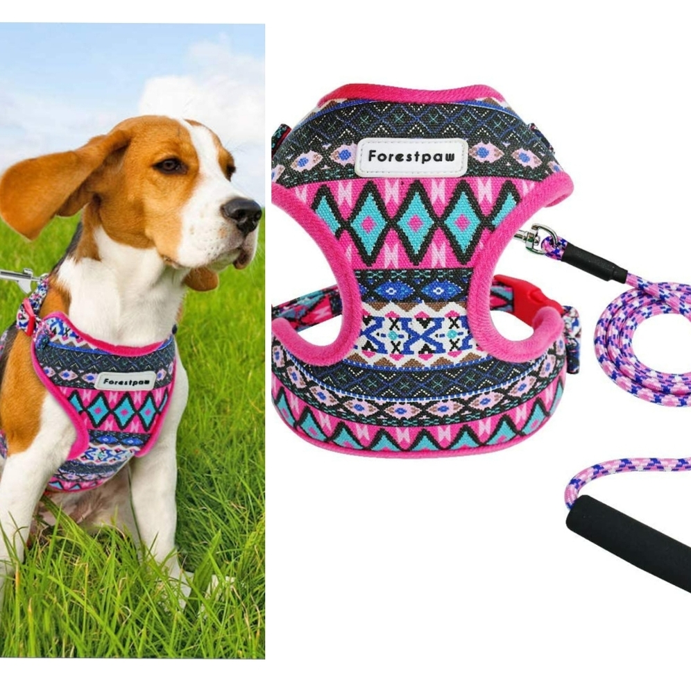 Dog Halter & Leash